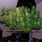 Auto Blue Mazar feminised Ganja Seeds