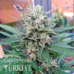 Auto Blue Mazar feminised Ganja Seeds