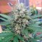 Auto Blue Mazar feminised Ganja Seeds