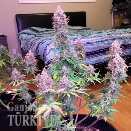 Auto Blue Mazar feminised Ganja Seeds