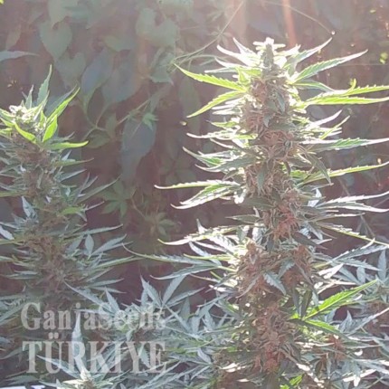 Auto Blue Mazar feminised Ganja Seeds