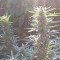 Auto Blue Mazar feminised Ganja Seeds