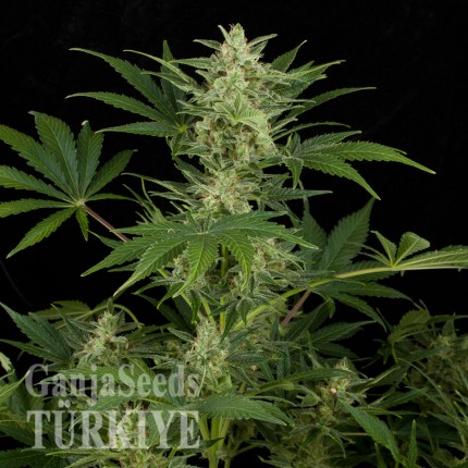 Auto Critical Jack feminised Ganja Seeds