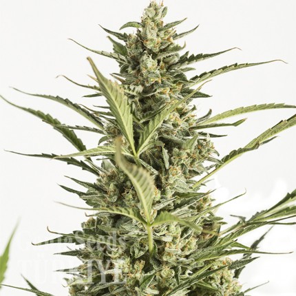 Auto Critical Jack feminised Ganja Seeds