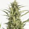 Auto Critical Jack feminised Ganja Seeds