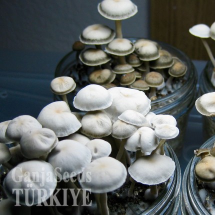 Panaeolus Cambodginiensis