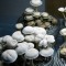 Panaeolus Cambodginiensis miselyum
