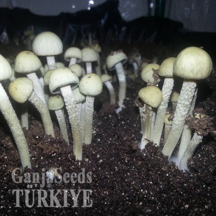 Panaeolus Cambodginiensis
