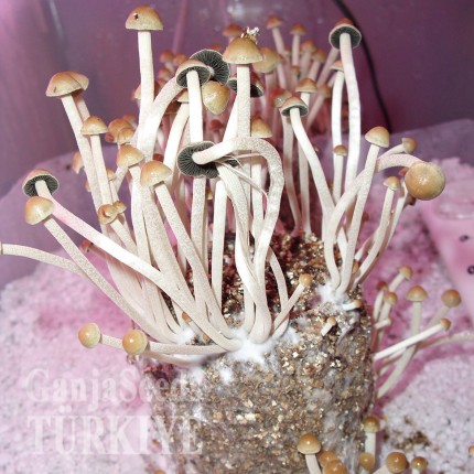 Panaeolus Cambodginiensis