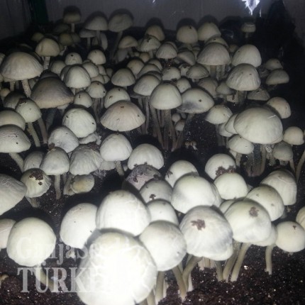 Panaeolus Cambodginiensis