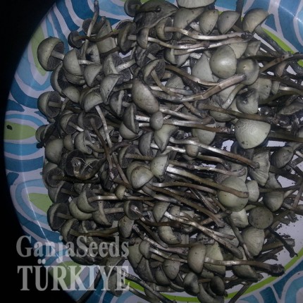 Panaeolus Cambodginiensis