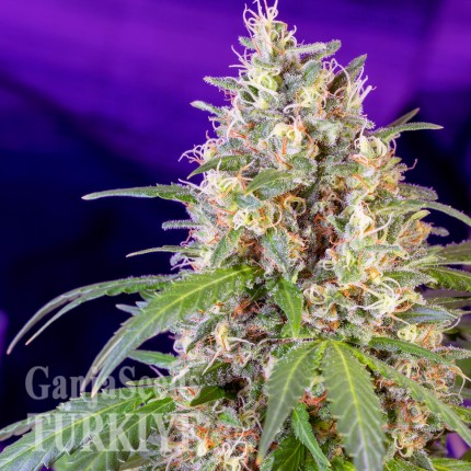 Auto Crystal Candy feminised Ganja Seeds