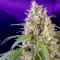 Auto Crystal Candy feminised Ganja Seeds