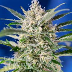 Auto Crystal Candy feminised Ganja Seeds