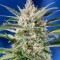 Auto Crystal Candy feminised Ganja Seeds