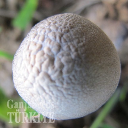 Panaeolus Tropicalis