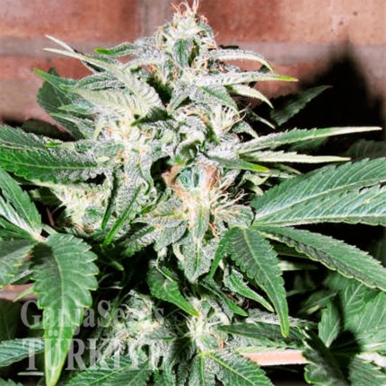 Auto Euphoria feminised Ganja Seeds