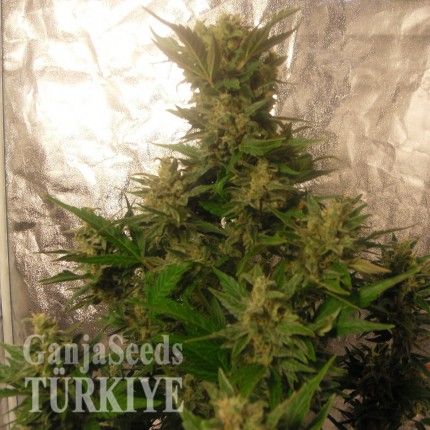 Auto Easy Ryder feminised Ganja Seeds