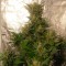 Auto Easy Ryder feminised Ganja Seeds