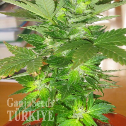 Auto Easy Ryder feminised Ganja Seeds