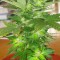 Auto Easy Ryder feminised Ganja Seeds