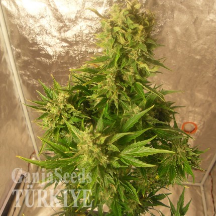 Auto Easy Ryder feminised Ganja Seeds