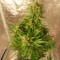 Auto Easy Ryder feminised Ganja Seeds