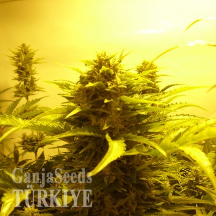 Auto Easy Ryder feminised Ganja Seeds