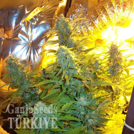 Auto Easy Ryder feminised Ganja Seeds