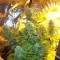 Auto Easy Ryder feminised Ganja Seeds