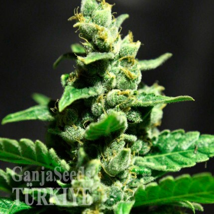 Auto Fast Bud #2 feminised Ganja Seeds