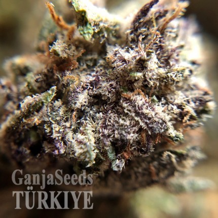 Auto Killer Kush feminised Ganja Seeds