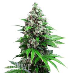 Auto Killer Kush feminised Ganja Seeds