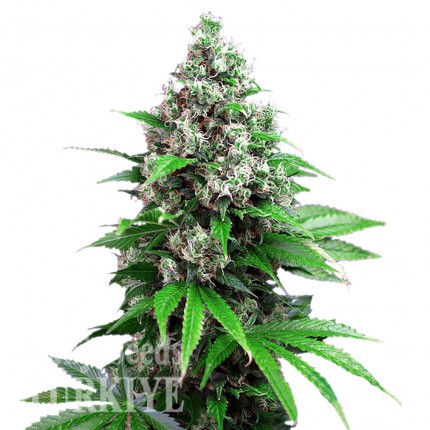 Auto Killer Kush feminised Ganja Seeds