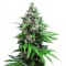 Auto Killer Kush feminised Ganja Seeds