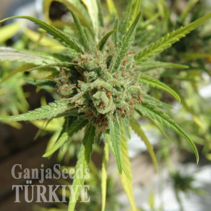 Auto Killer Kush feminised Ganja Seeds