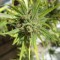 Auto Killer Kush feminised Ganja Seeds