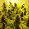 Auto Mohan Ram feminised Ganja Seeds