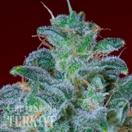 Auto Mohan Ram feminised Ganja Seeds