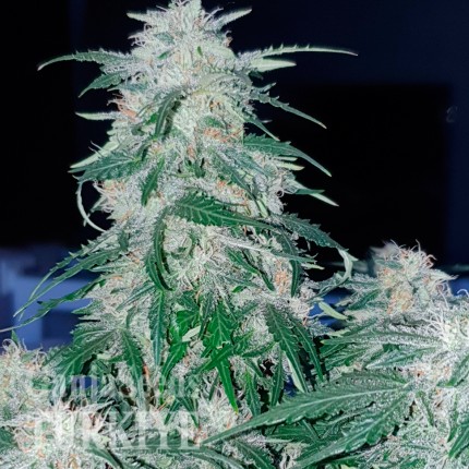 Auto Northern Hog feminised Ganja Seeds