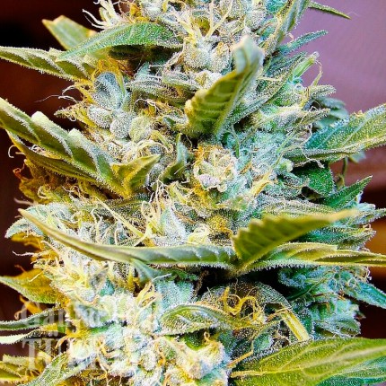 Auto Northern Hog feminised Ganja Seeds