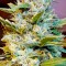 Auto Northern Hog feminised Ganja Seeds