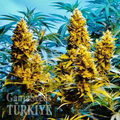 Auto Northern Hog feminised Ganja Seeds