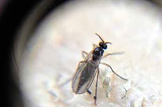 Kenevir zararlıları: mantar sivrisinekleri sciarids