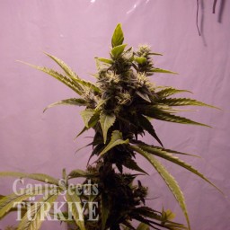 Auto Amnesia feminised Ganja Seeds Auto Amnesia feminised Ganja Seeds